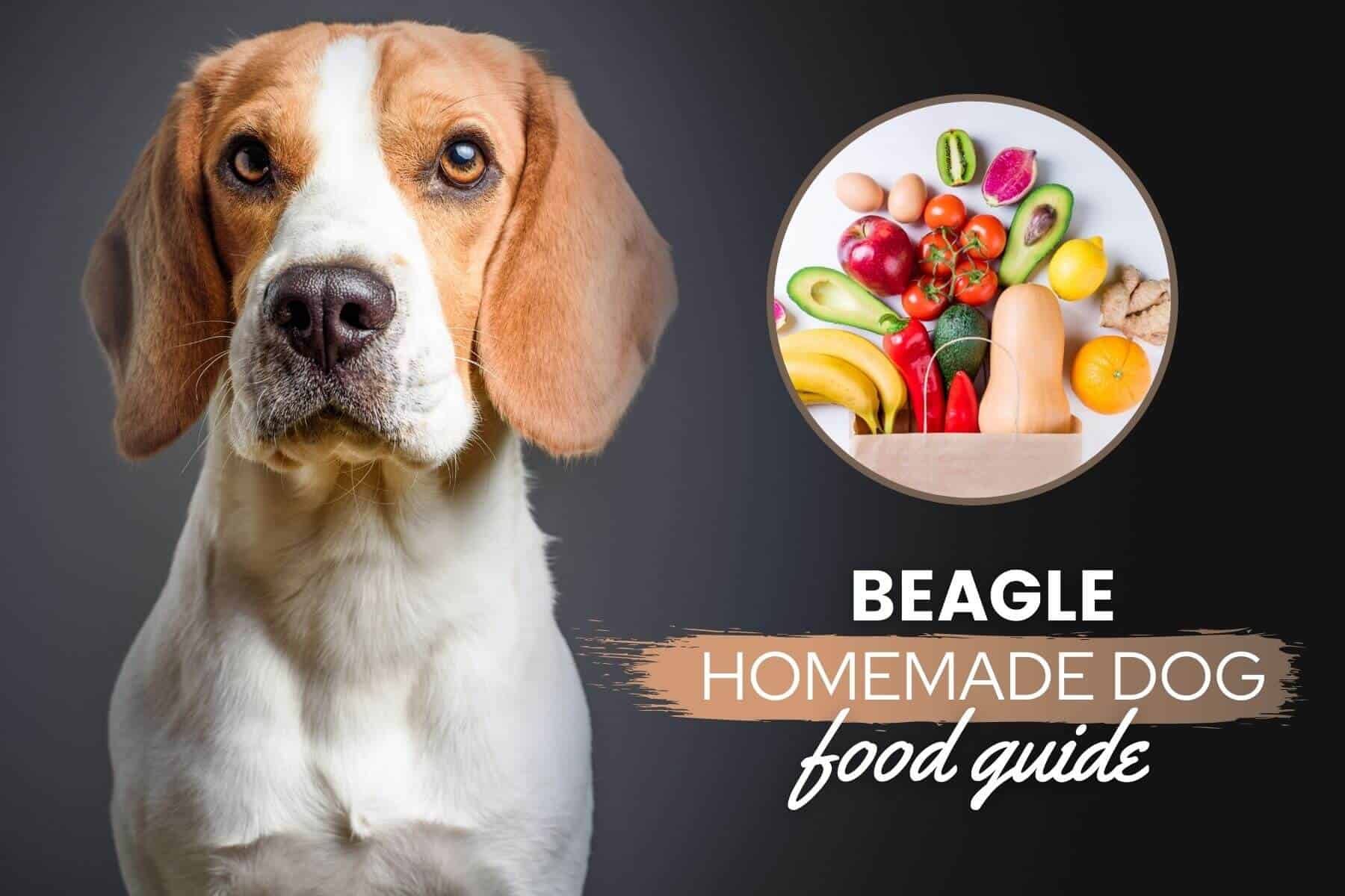 beagle homemade dog food