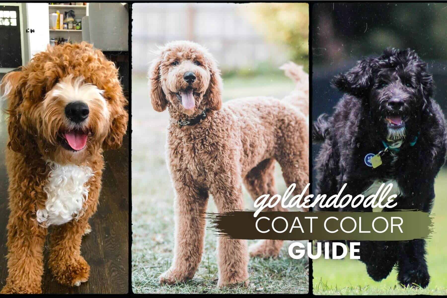 All Goldendoodle Colors Coat Types Guide With Pictures 2022 All Goldendoodle Colors Coat Types Guide With Pictures 2022