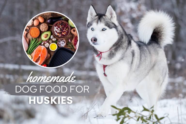 Homemade Dog Food For Huskies: Recipes, Nutrition & Tips