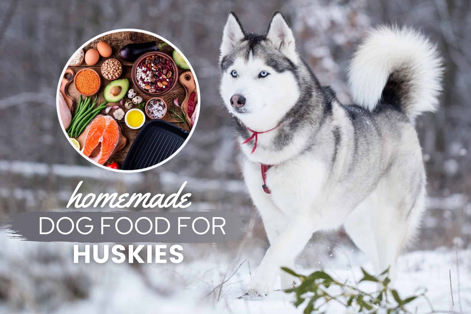 homemade dog food for huskies 1