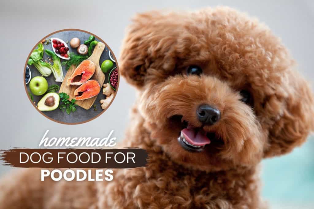 Homemade Dog Food For Chihuahuas Guide Recipes, Nutrition & Tips