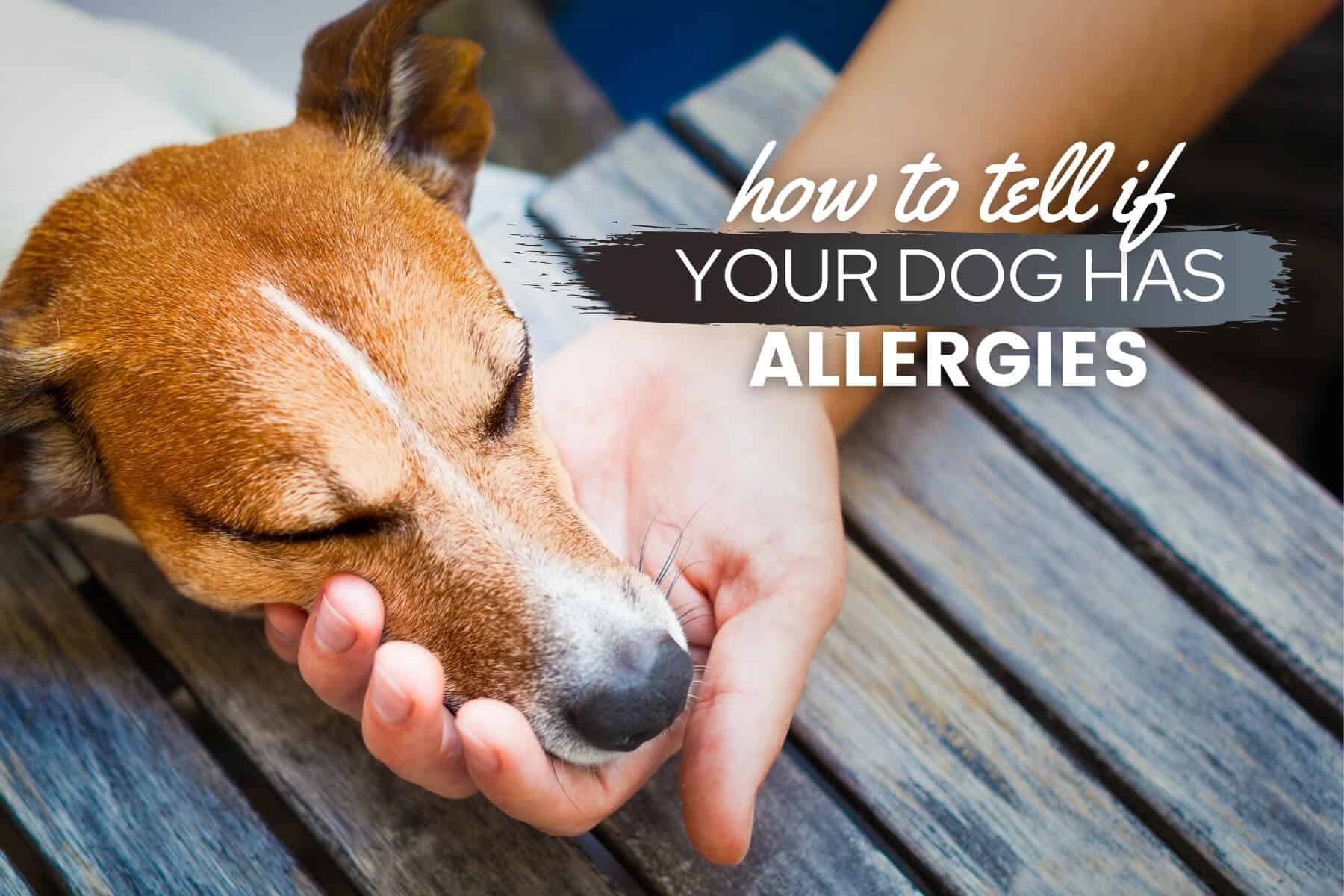 what can i do for my dogs seasonal allergies