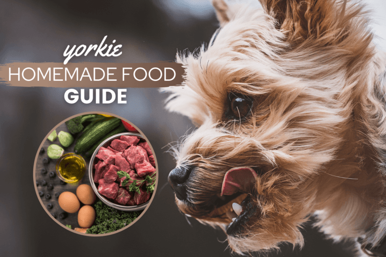 Yorkshire Terrier Homemade Food Guide: Best Yorkie Recipes & Nutrition Advice