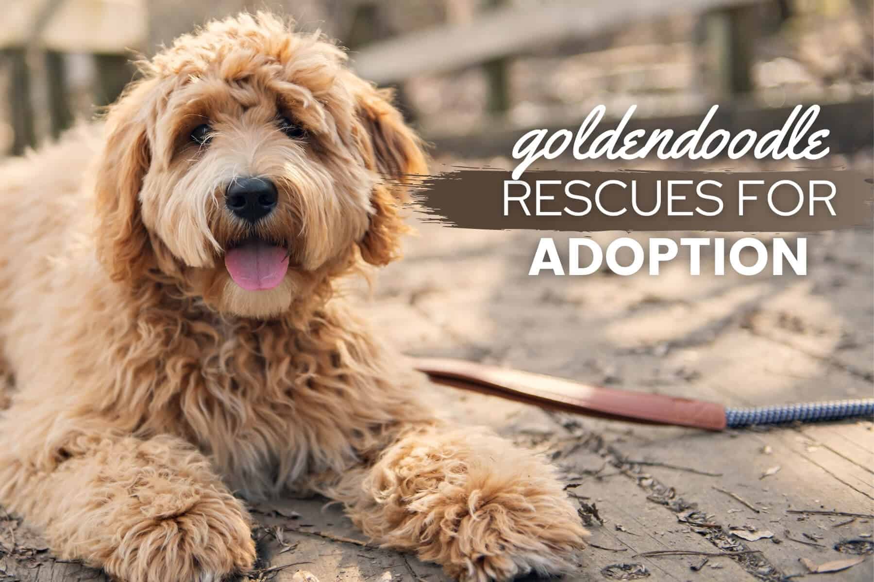 Top 15 Goldendoodle Rescues For Adoption In The U.S. Canine Bible