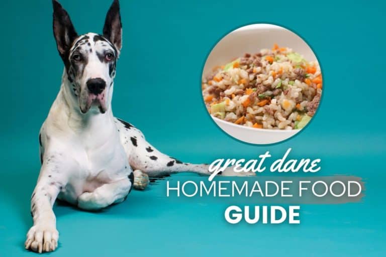 great dane homemade dog food