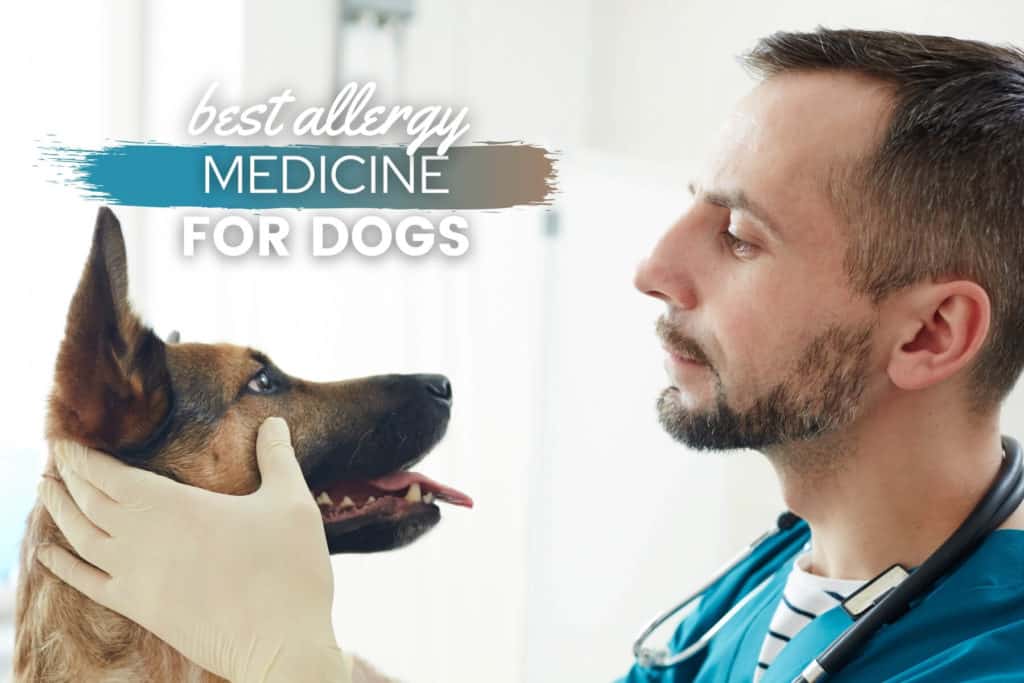best allergy medicine for dogs