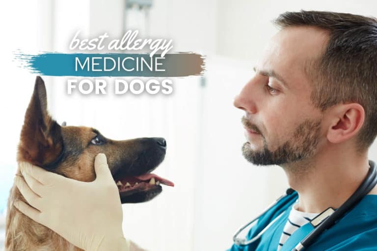Best Allergy Medicine For Dogs 2023 – Reviews & Top Picks