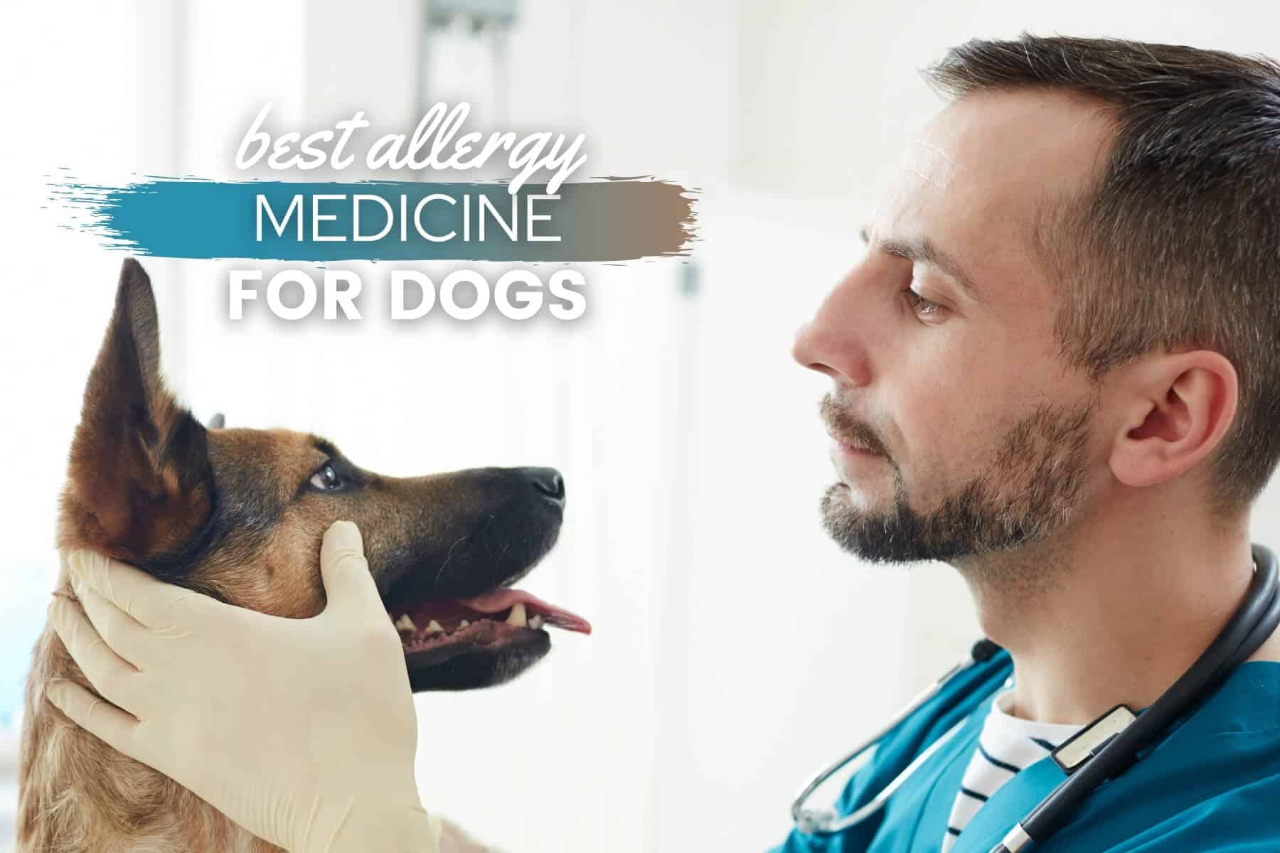 what is the best antihistamine for dogs