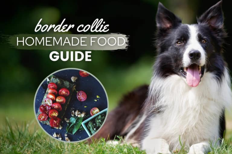 Border Collie Homemade Food Guide: Recipes & Nutrition Advice