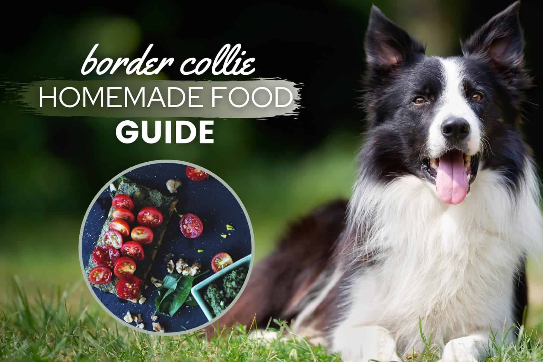 do border collies make good service dogs