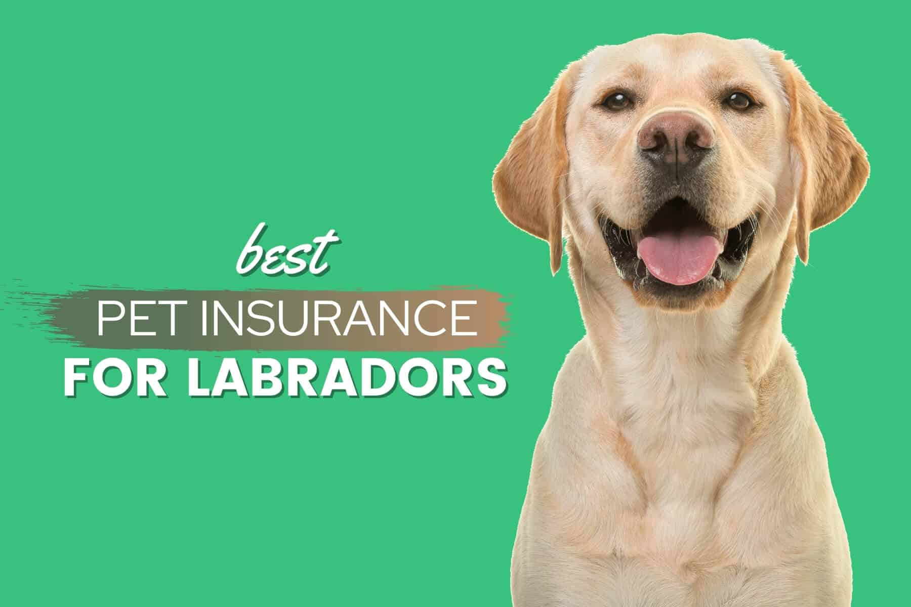 Best Pet Insurance For Labrador Retrievers