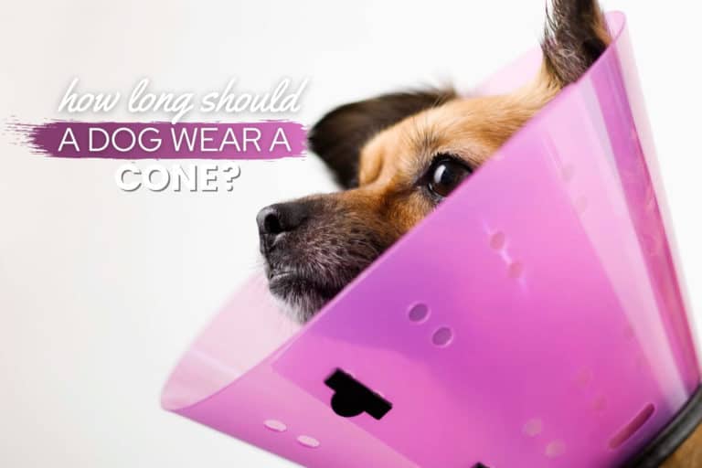 How Long Should A Dog Wear A Cone After Neuter, Surgery, Stitches & Other Procedures?