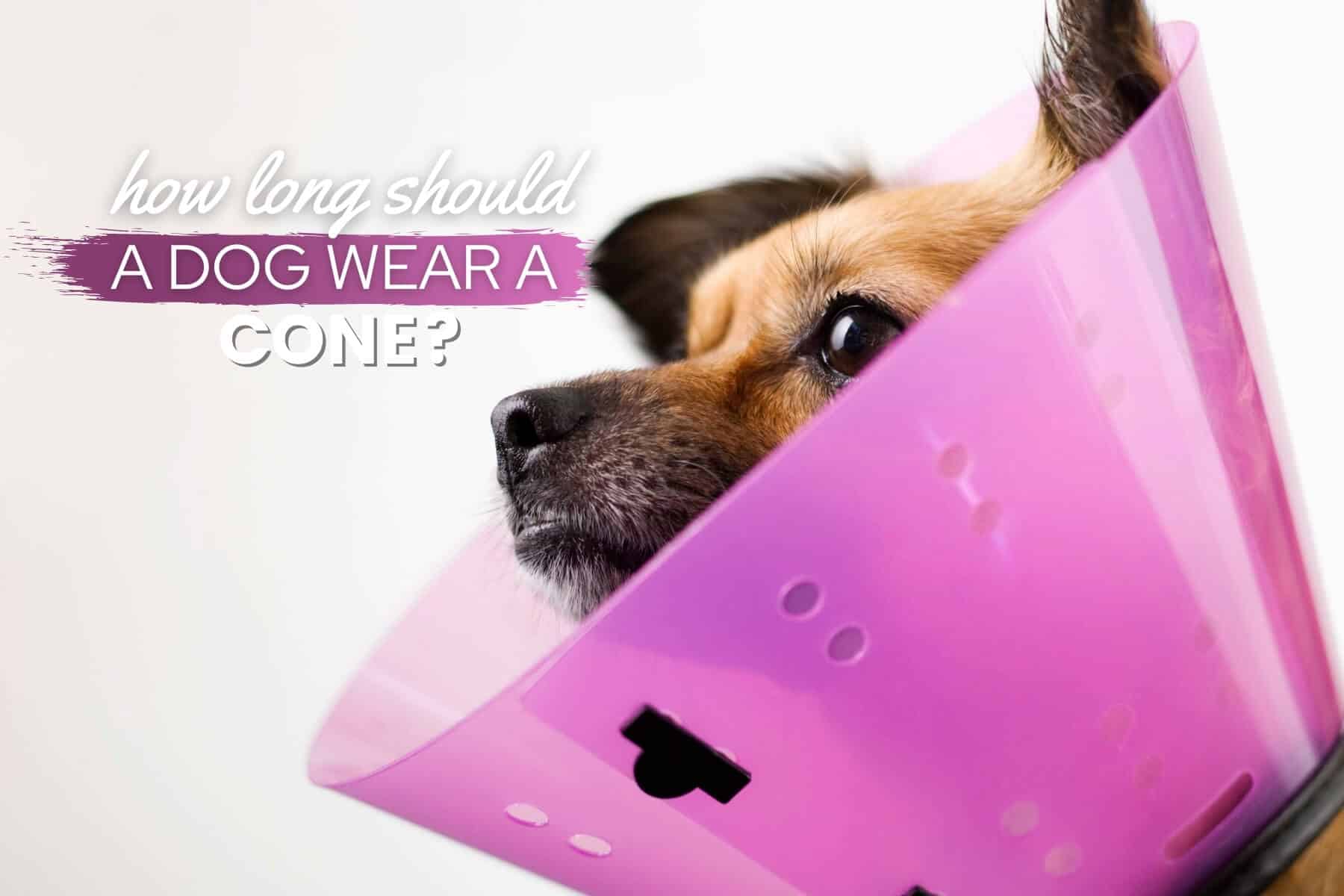 How Long Should A Dog Wear A Cone