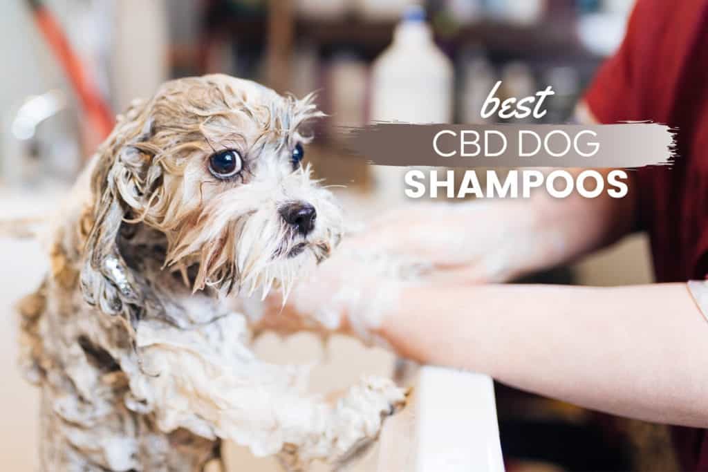 best CBD dog shampoos