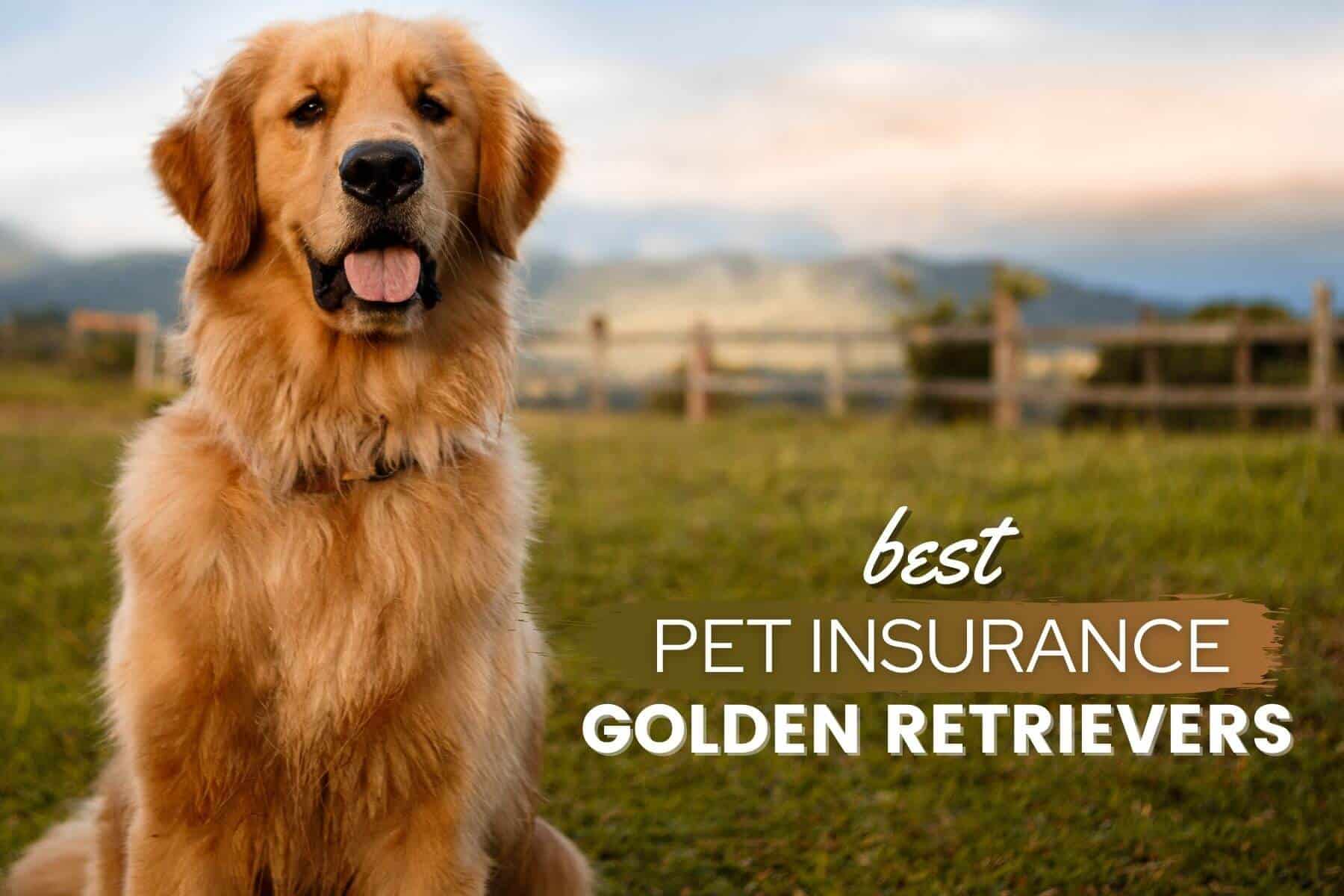 best pet insurance for golden retriever