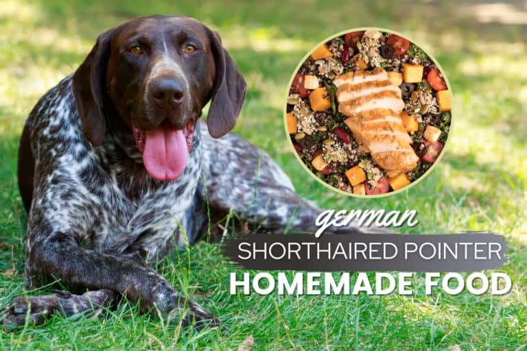 German Shorthaired Pointer Homemade Dog Food Guide: Recipes & Nutrition Tips