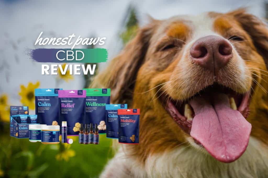 Honest Paws CBD Oil & Treats Review: Did Our Dog See Any Results ...
