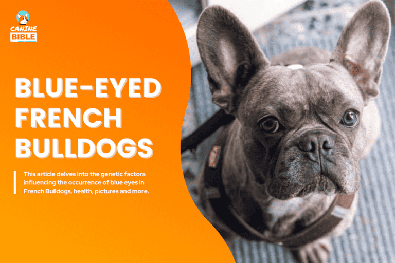 French Bulldogs With Blue Eyes: The Truth About Blue-Eyed Frenchies (Risks & Facts)