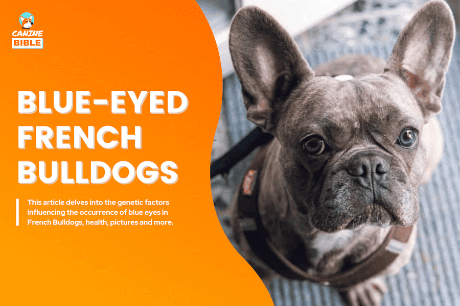 French Bulldogs With Blue Eyes: The Truth About Blue-Eyed Frenchies ...