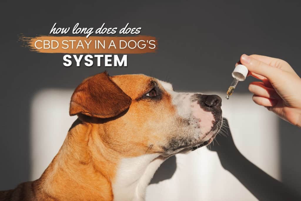 How long does CBD stay in a dogs system