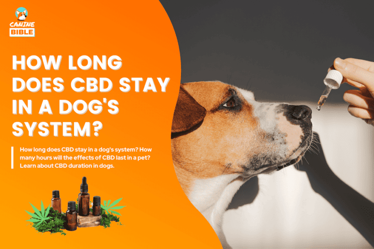 how long does CBD stay in a dogs system
