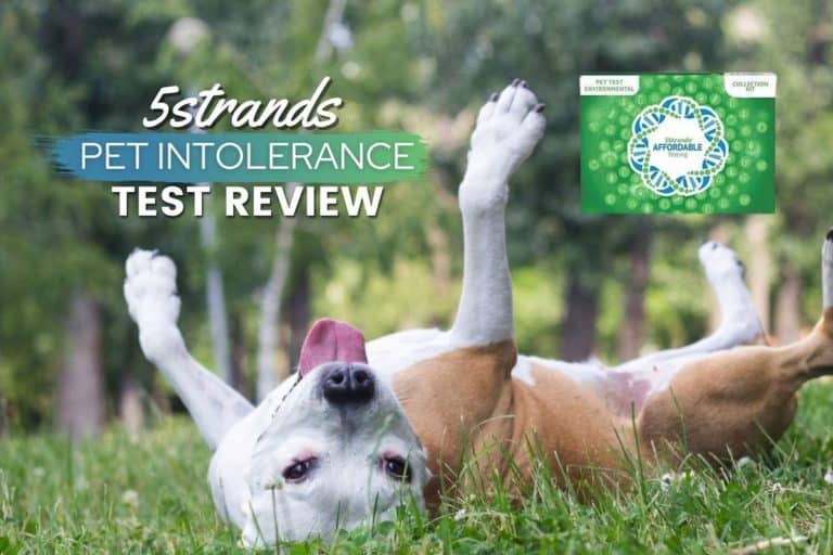 5Strands Allergy Test For Dogs Review 2022: Is This Pet Allergy Test Worth It?