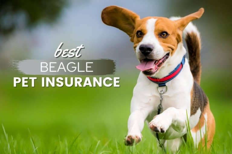 best beagle pet insurance