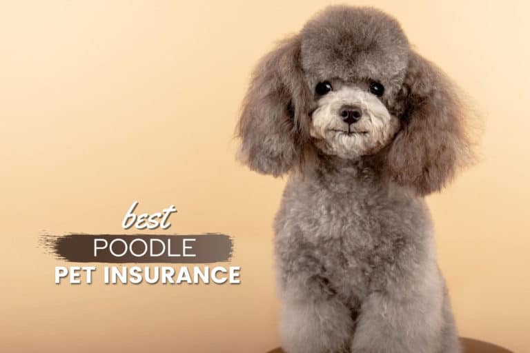 Best Pet Insurance For Poodles 2023: Cost, Quotes & FAQs