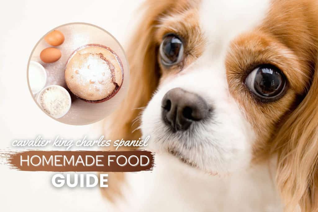 Homemade Dog Food For Chihuahuas Guide Recipes, Nutrition & Tips