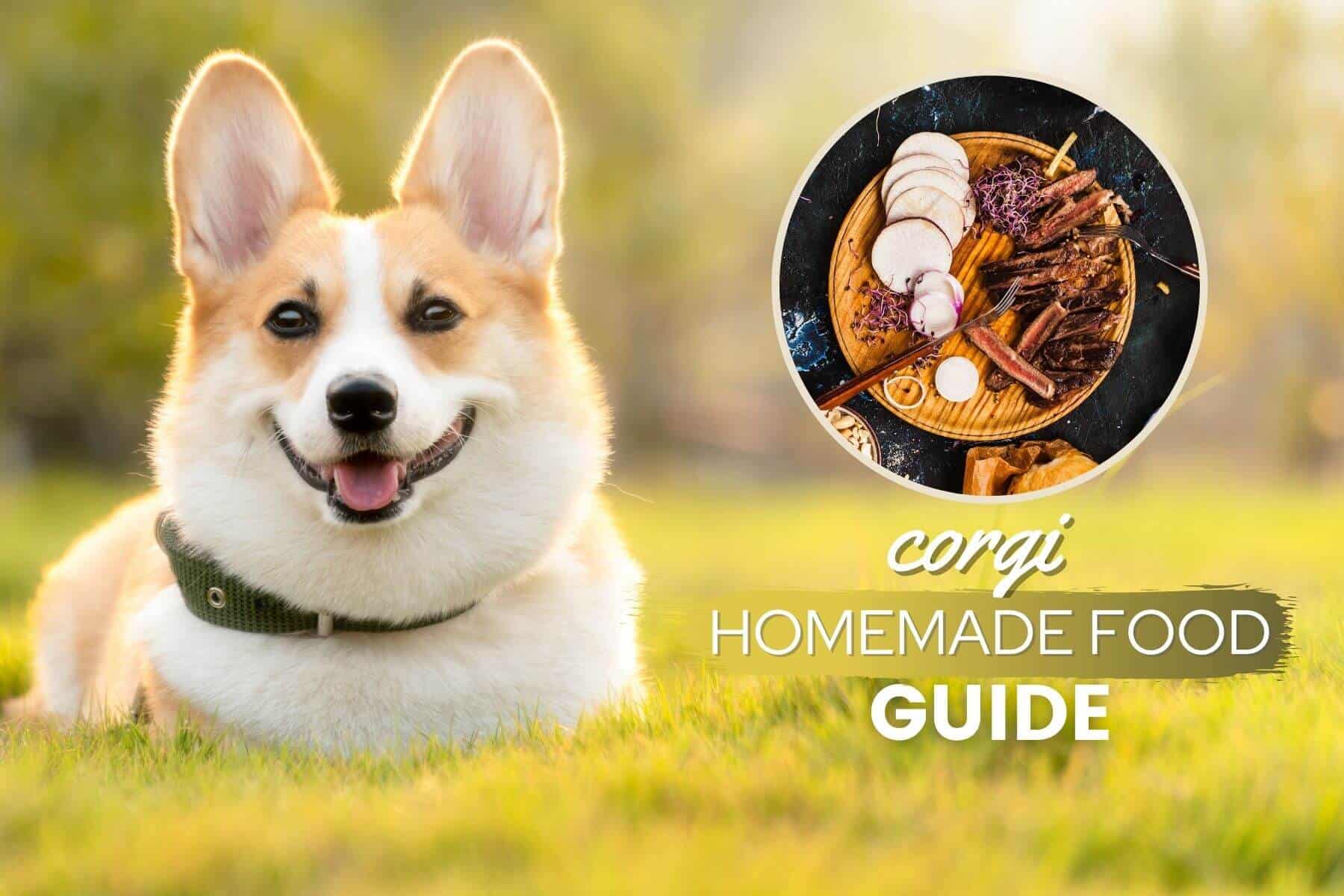 What Is A Corgis Favorite Food
