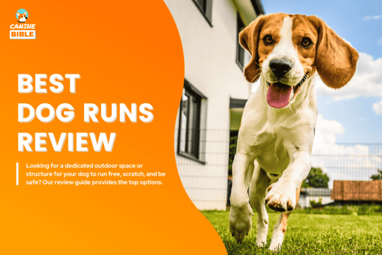 Best Dog Runs: For Large Dogs, Outdoor, Backyard & DIY Ideas