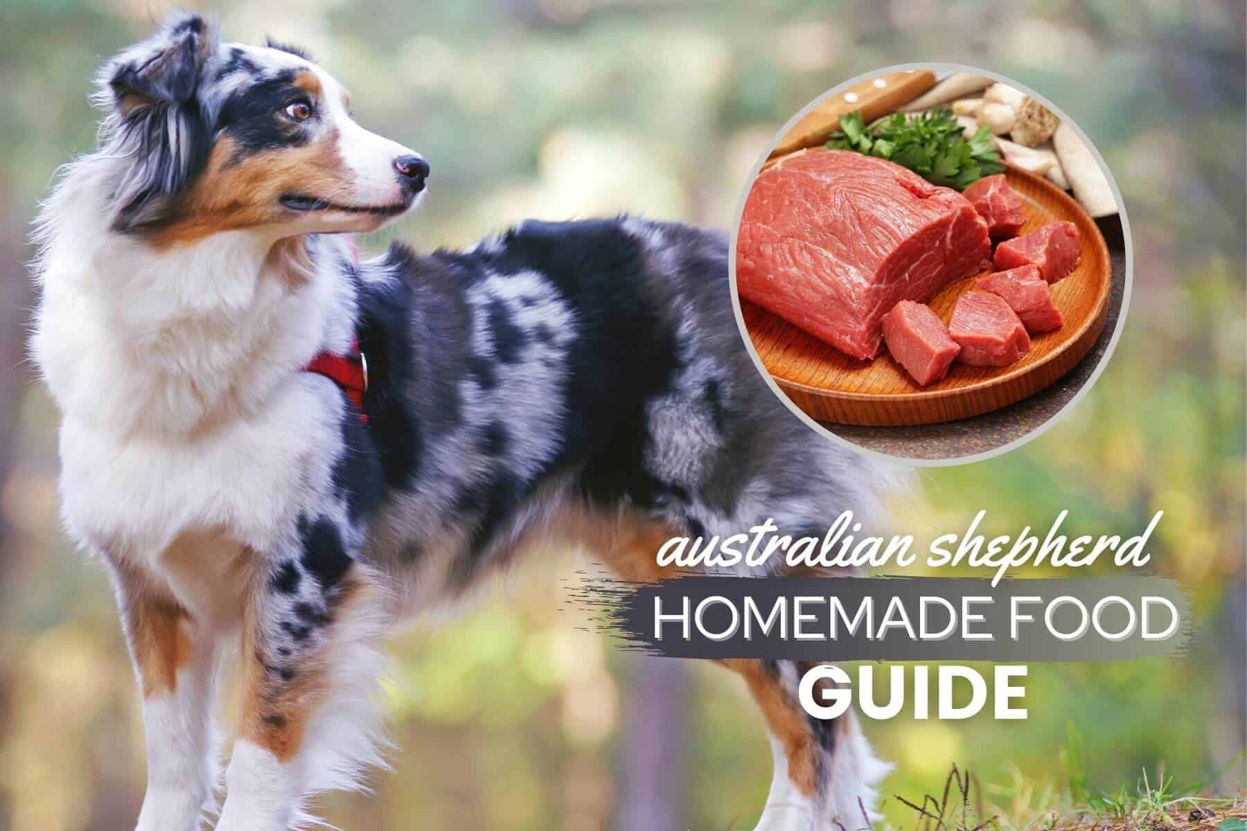 psykologi Vedholdende sanger Australian Shepherd Homemade Food Guide: Recipes & Nutrition Advice -  Canine Bible