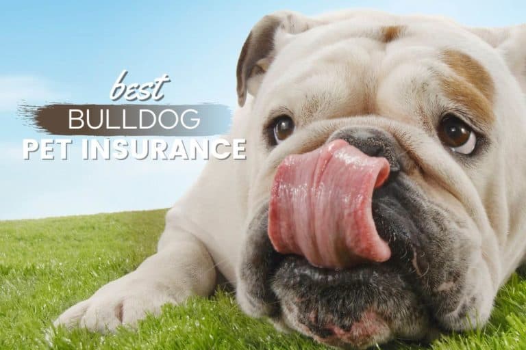 Best Pet Insurance For Bulldogs: Cost, Quotes & FAQs