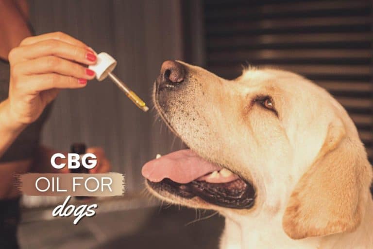 Best CBG Oil For Dogs: What Is It, Benefits, Dosage [CBD vs CBG]