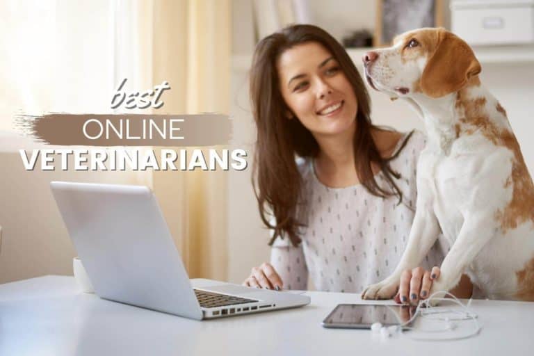 Best Online Veterinarians: Top Virtual Vets 2022 (For Diagnosis, Prescriptions, Chat Help, Free Pet Telemedicine, Telehealth Appointments)