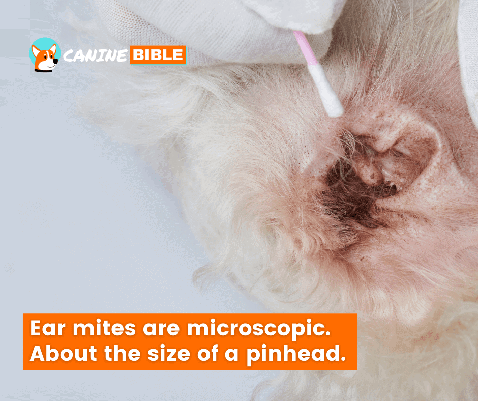 are ear mites contagious to other dogs