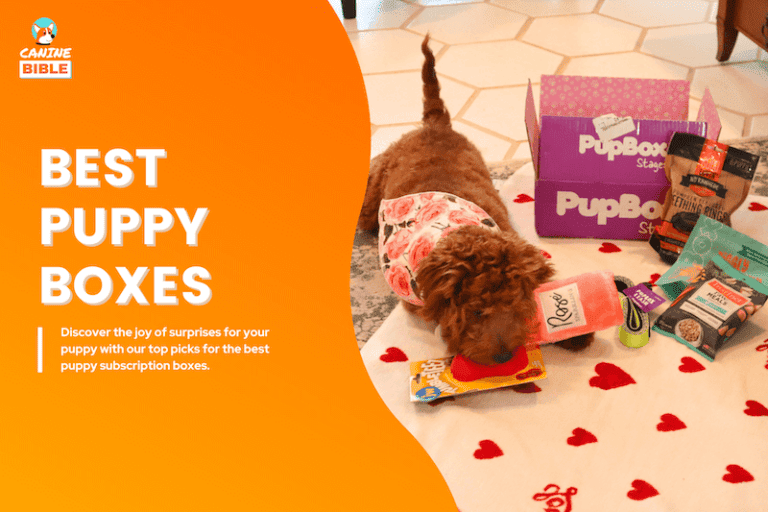 Puppy Box: Subscription & Gift Boxes For Puppies [Best Picks]