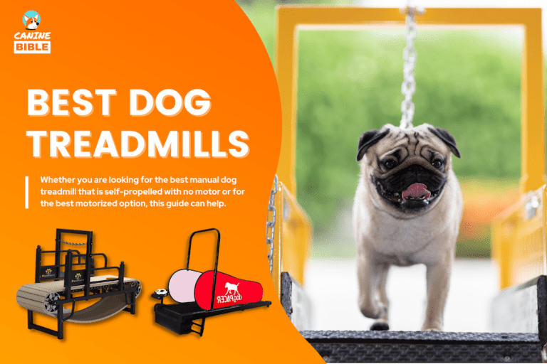 Best Dog Treadmills: Manual, Self-Propelled, Dog-Powered, No Motor [Reviews & Guide]