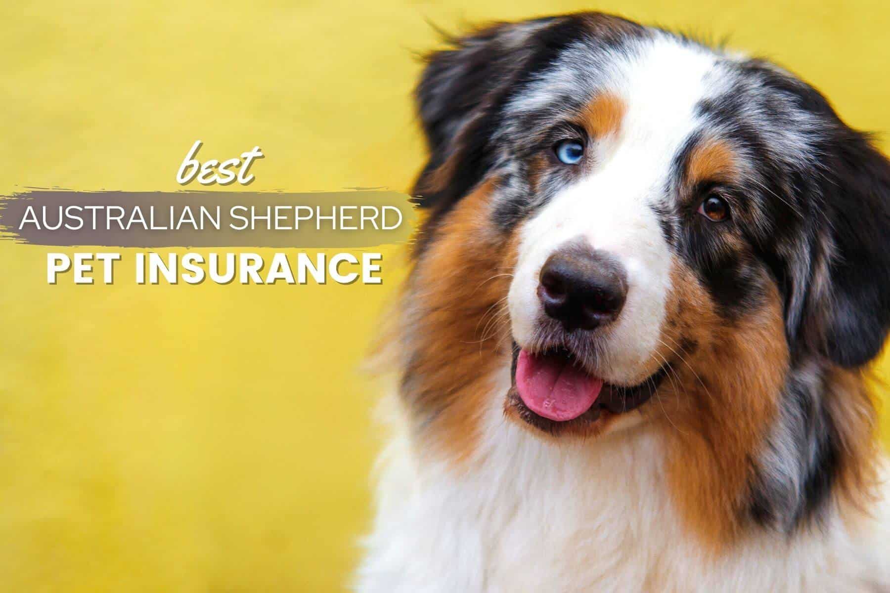 Australian Shepherd Pet Insurance