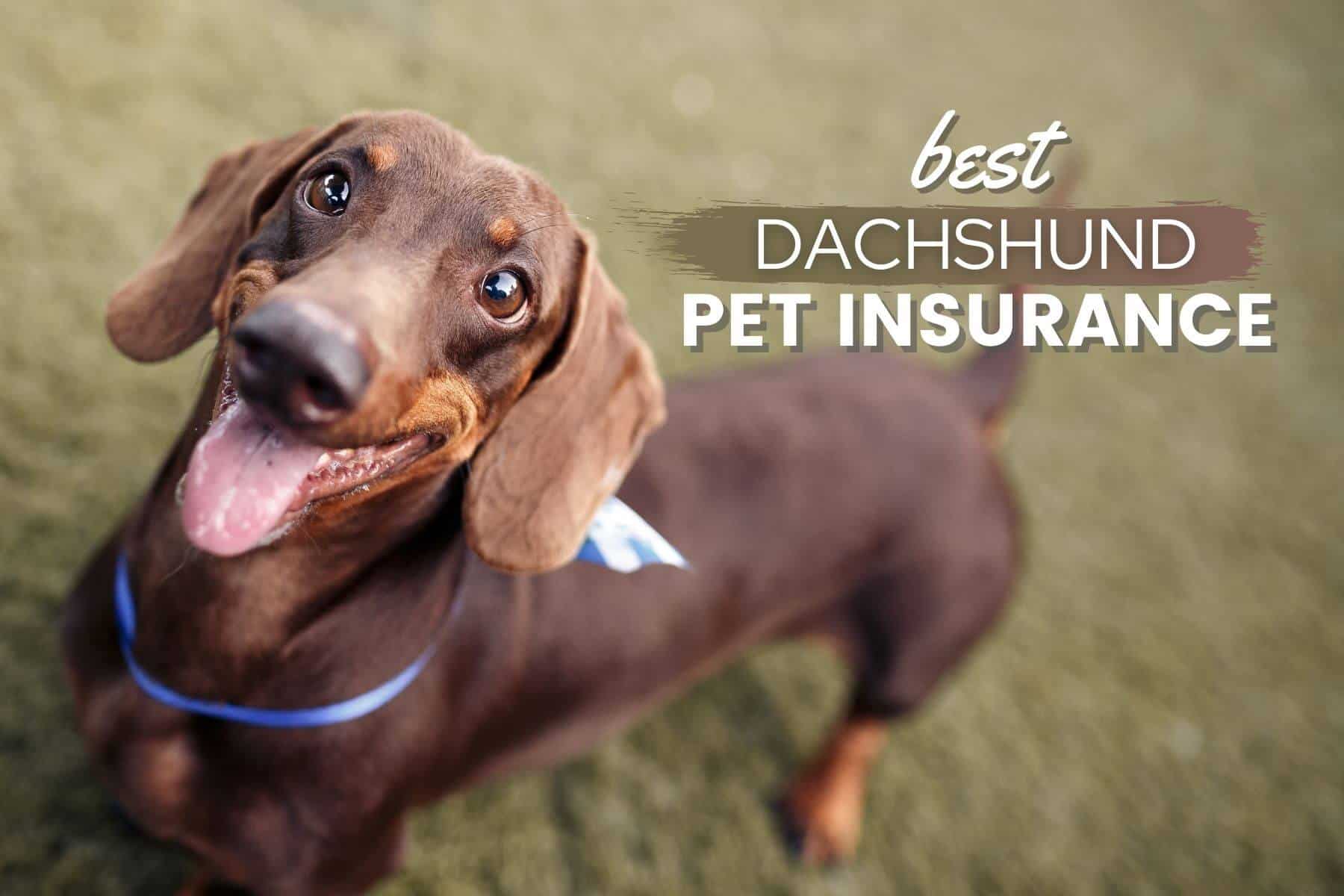 Best Pet Insurance for Dachshunds