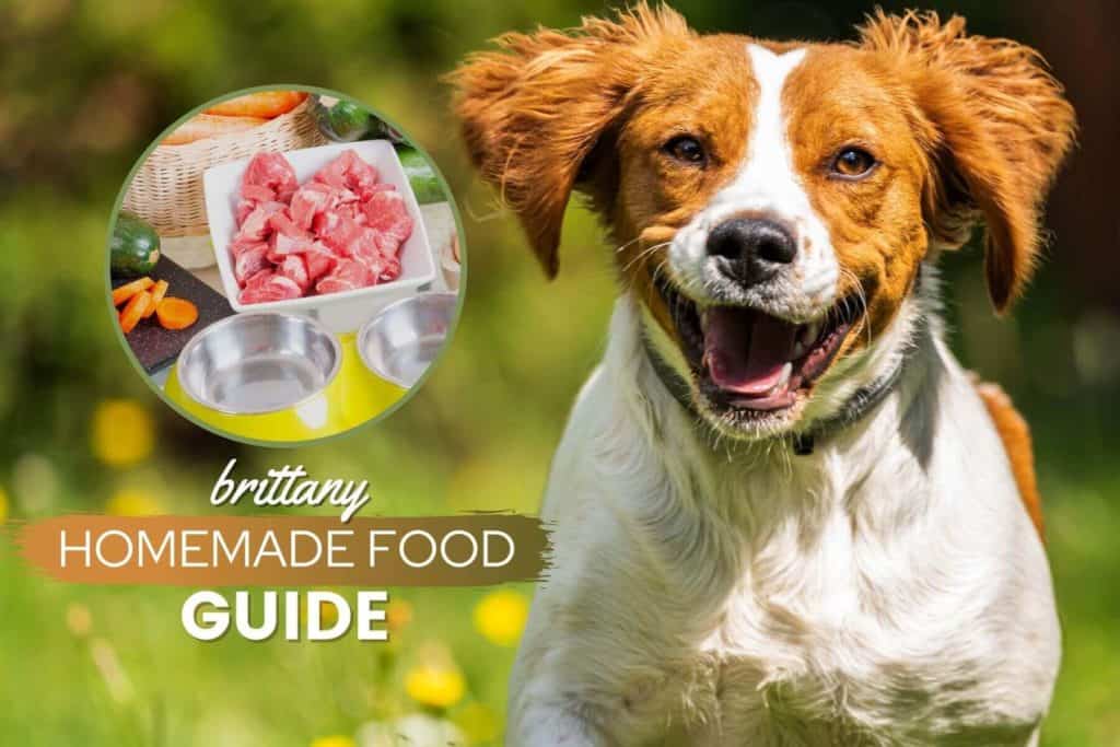 Homemade Dog Food For Pit Bulls Guide Nutrition, Recipes & More