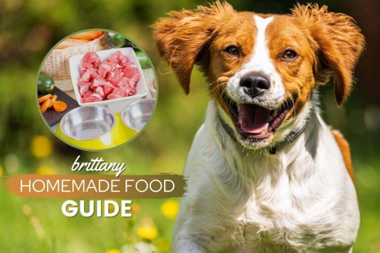 The Complete Brittany Homemade Dog Food Guide: Recipes & Nutrition Tips