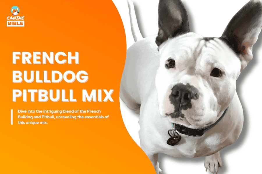 French Bulldog Pitbull Mix
