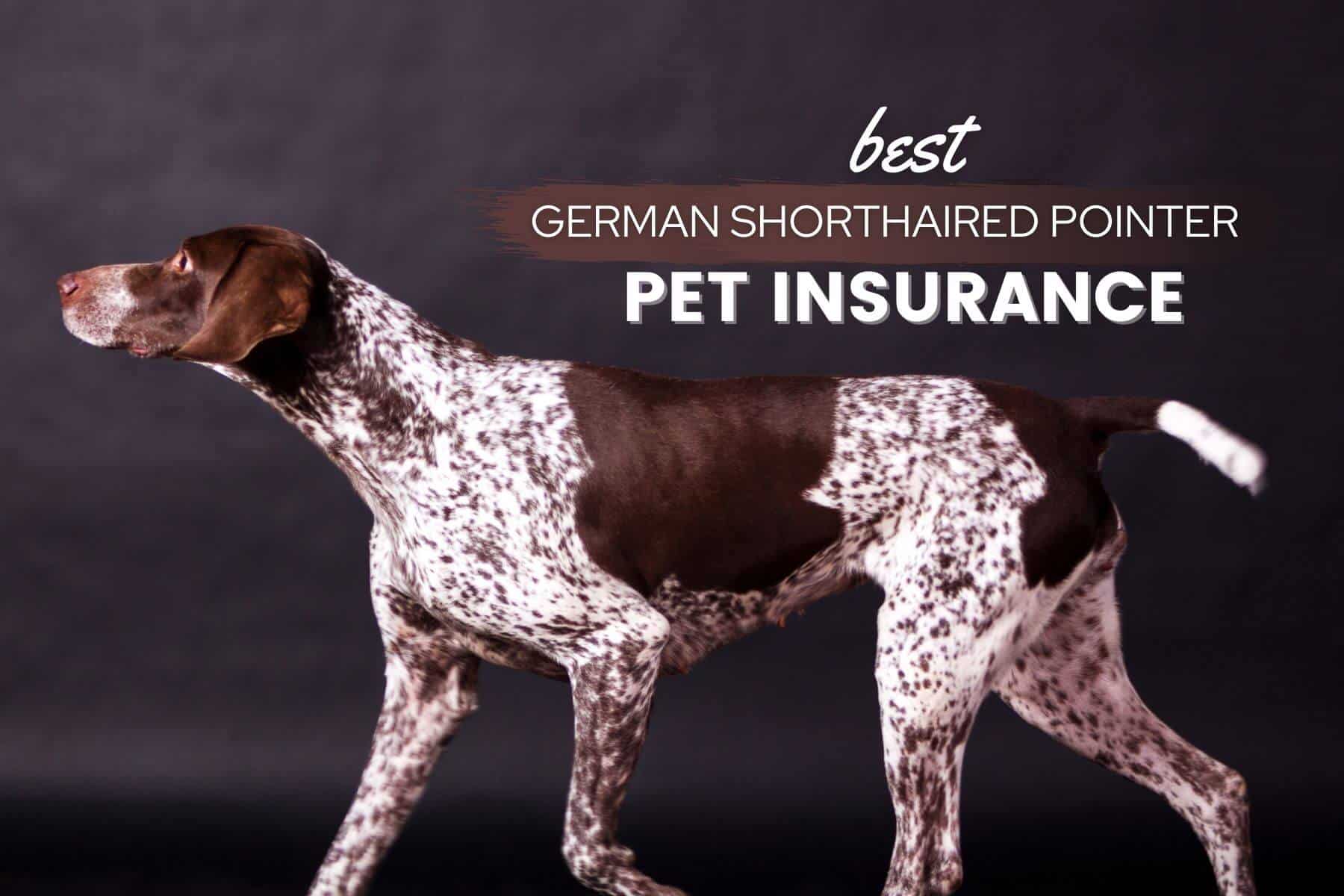 German Shorthaired Pointer Pet Insurance