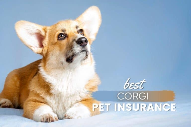 Best Pet Insurance For Corgis [2023]: Cost, Quotes & Plans
