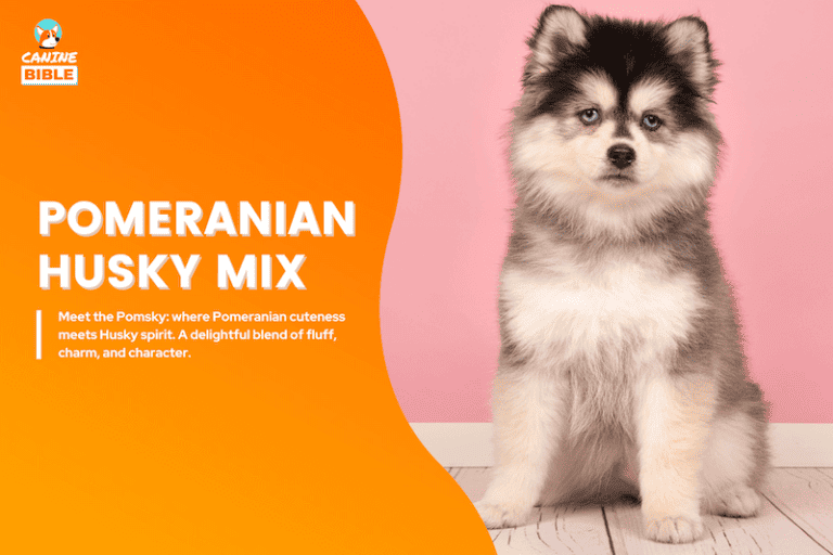 Pomeranian Husky Mix: Pomsky Breed Guide [Price, Pictures, Personality & More]