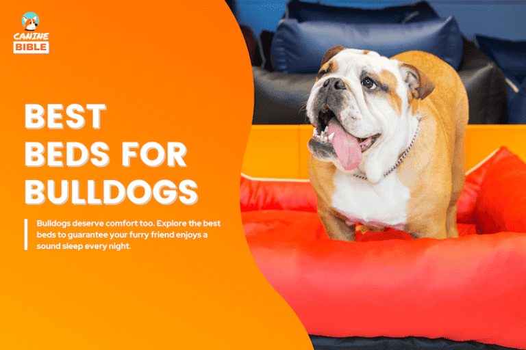 Best Dog Beds For Bulldogs: For Optimal Sleep & Wellness [Top Picks]