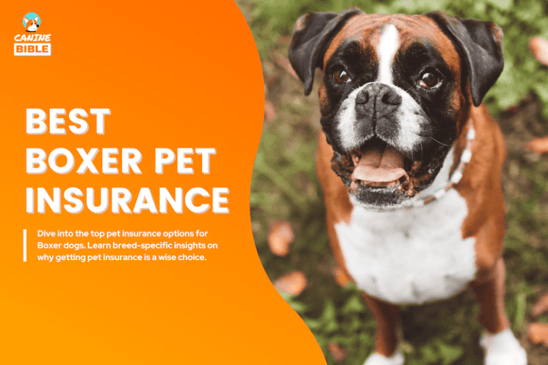 Pet Insurance For Boxer Dogs: Best Plans, Cost, Quotes & More