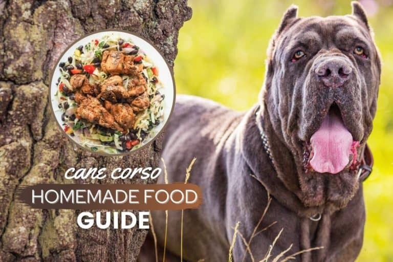Cane Corso Homemade Dog Food Guide: Recipes & Nutrition Tips
