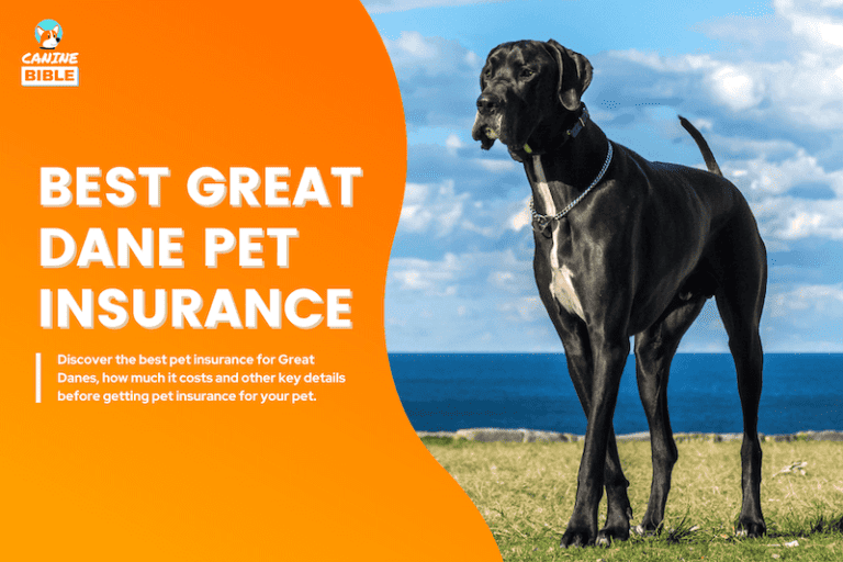 Great Dane Pet Insurance: Best Plans, Cost & Is It Worth It?